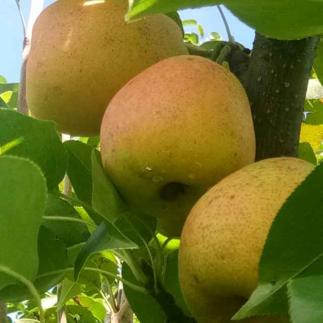 寧蒗縣電子商務公共服務中心 聚焦高原特色優(yōu)質農產品，發(fā)布供求信息與商務咨詢服務